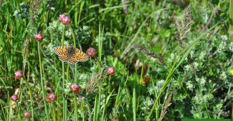 OUR FANTASTIC NATIONAL PARK! - Day Two: High-Altitude Adventures to Vittorio Emanuele II Refuge