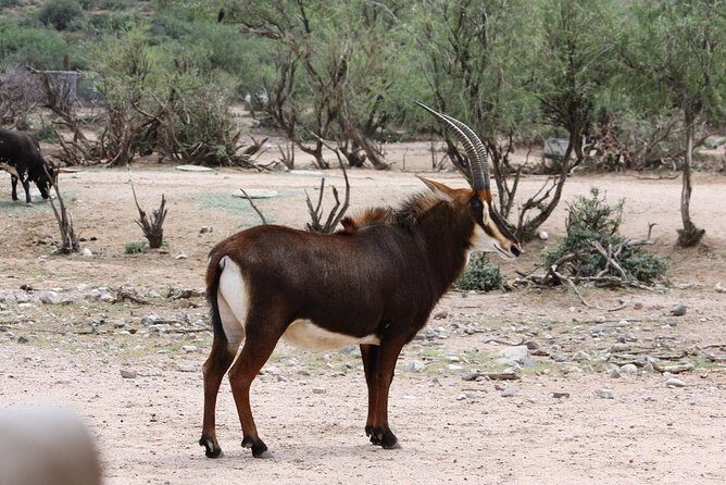 Out of Africa Wildlife Park Admission Ticket - Key Points