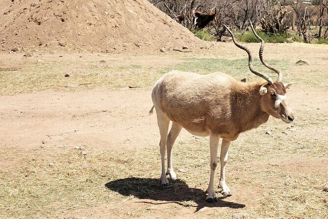 Out of Africa Wildlife Park Admission Ticket - Practical Tips for Visiting