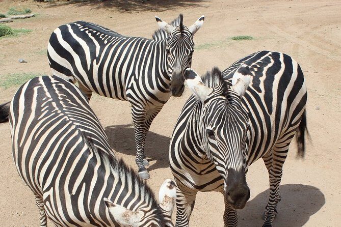 Out of Africa Wildlife Park Admission Ticket - FAQ – Quick Questions and Answers