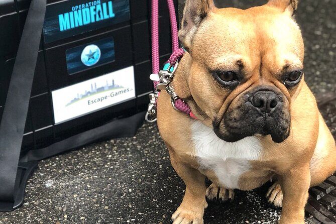 Outdoor Escape Room "Operation Mindfall" - Final Thoughts