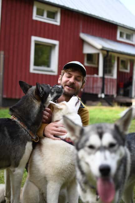 Överkalix - Lapland : Husky Cuddle and Fika Experience - An Honest Look at the Husky Cuddle and Fika Experience