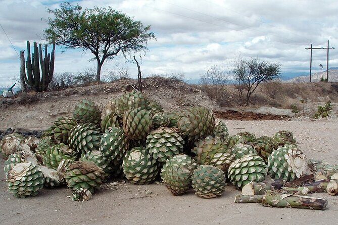 Overnight 2-Day Experience in Beautiful Oaxaca - FAQs