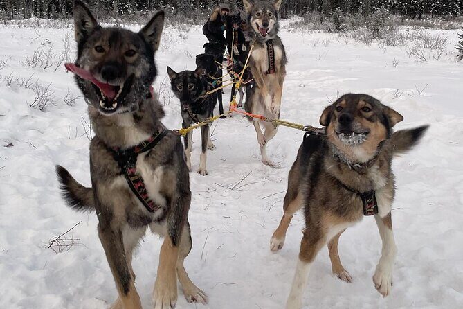 Overnight Dog Sledding Adventure - Who Should Consider This Tour?