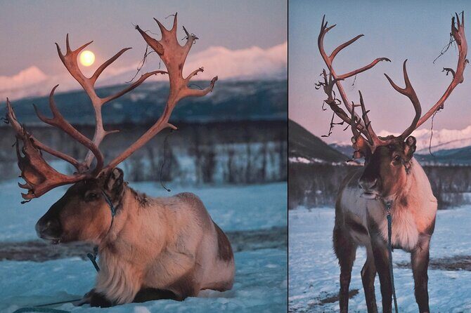 Overnight Stay with Reindeer Sledding & Feeding - Is It Worth the Price?