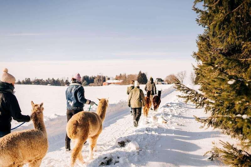 Oxford County, ON: Alpaca Farm Walk & Learning Experience - A Detailed Look at the Alpaca Farm Walk & Learning Experience