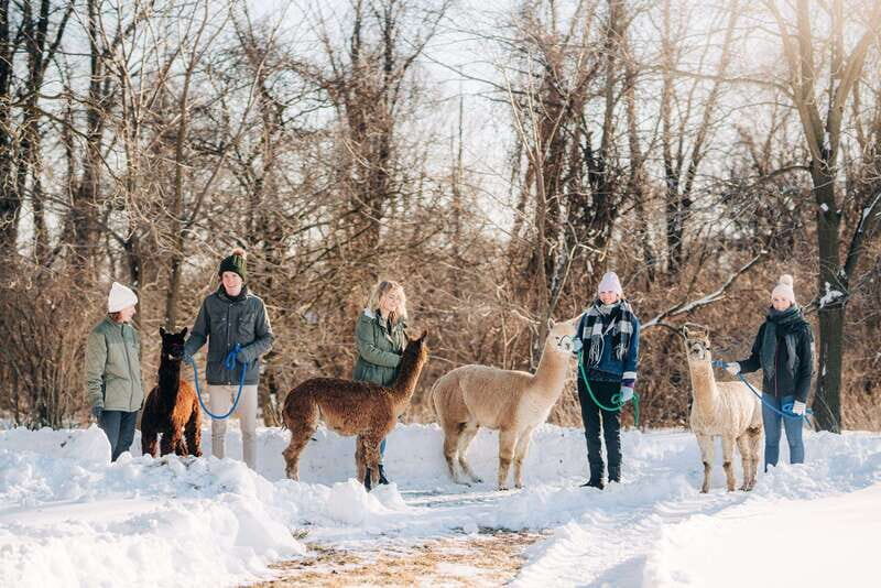 Oxford County, ON: Alpaca Farm Walk & Learning Experience - FAQs
