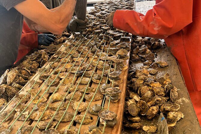 Oyster Farm, Ston and Winery Tour - Key Points