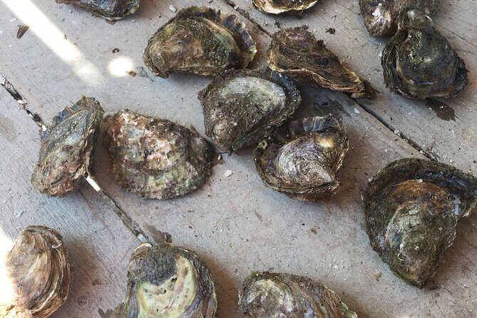 Oyster Farm, Ston and Winery Tour - Who Will Appreciate This Tour?