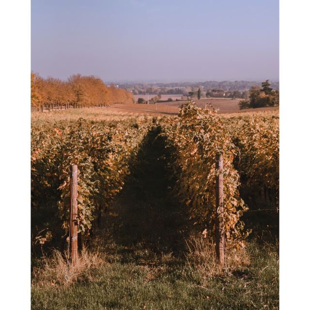 Ozzano Emilia: Guided Cellar Walking Tour with Wine Tasting - The Value of This Experience