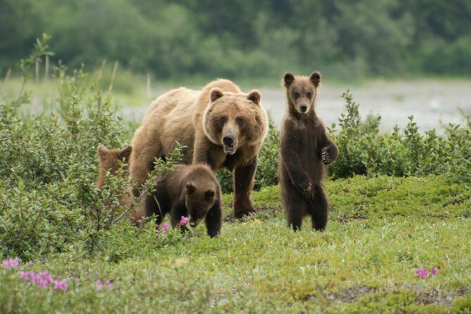 Pack Creek Brown Bear Viewing Juneau - Key Points