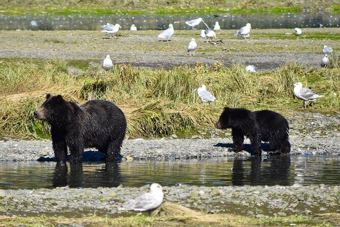 Pack Creek Brown Bear Viewing Juneau - FAQs