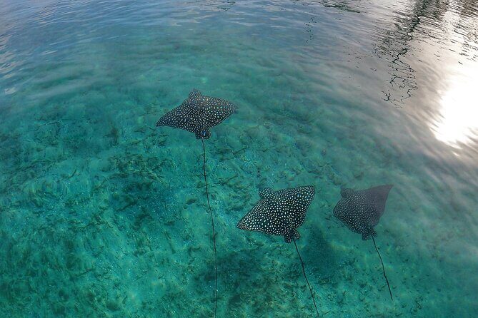 Paddle Boarding Activity to Peanut Island - FAQ