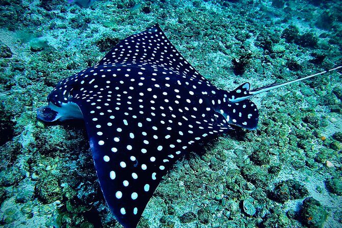 Paddleboard and Snorkeling Experience in Los Arcos - The Experience in Perspective