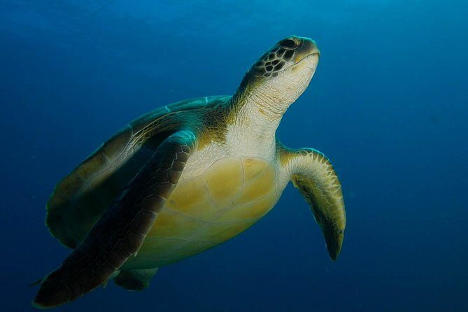 PADI Advanced Open Water Diver Course (AOWD) - 2 days - Introduction