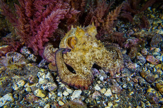 PADI Advanced Open Water Diver Course (AOWD) - 2 days - Why Choose the PADI Advanced Open Water Diver Course in Tenerife?