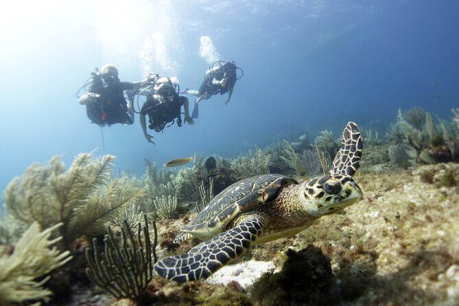 PADI Discover Scuba Diving for divers without certification - Who Should Consider This Tour?