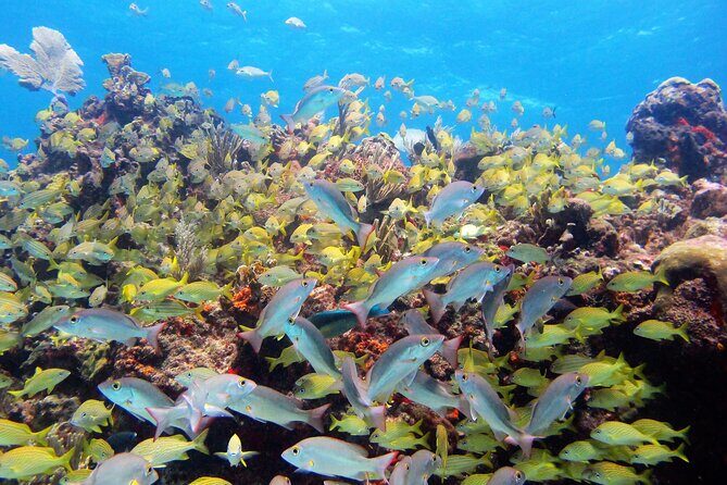 PADI Discover Scuba Diving for divers without certification - Final Thoughts