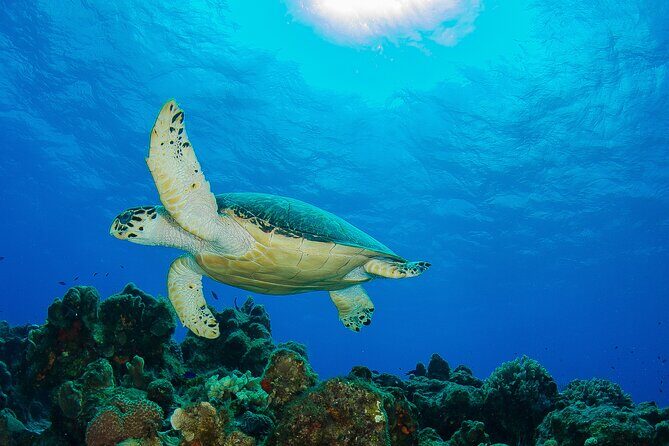 PADI Discover Scuba Diving Program in the Riviera Maya - What to Expect from the Tour