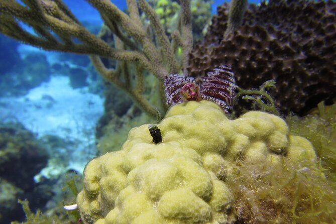 PADI Discover Scuba Diving Program in the Riviera Maya - How Reviews Shape the Experience