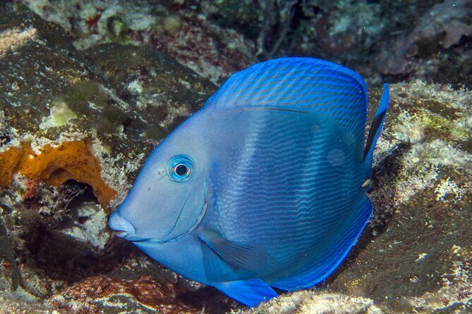 PADI Discover Scuba Diving Tour in Cozumel - Common Reviewer Insights