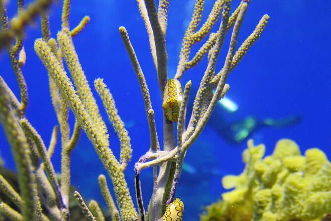 PADI Discover Scuba Diving Tour in Cozumel - FAQ