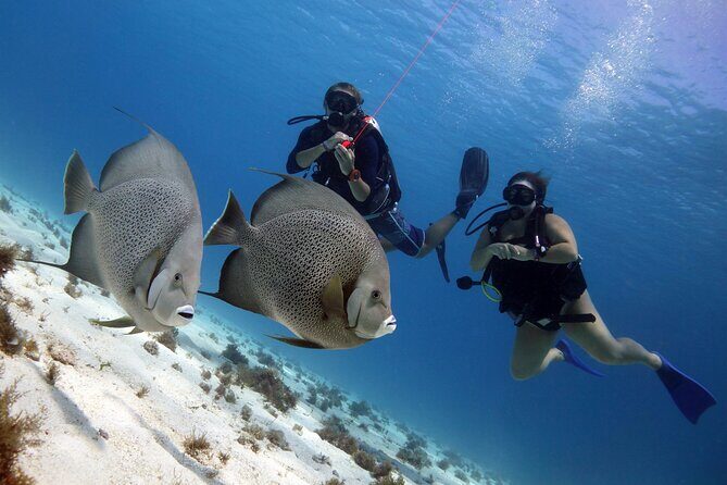 PADI Open Water Diver Course - Cost and Value