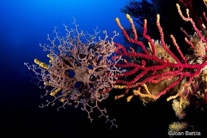 PADI Open Water Diver Course - Why This Course Is Worth It