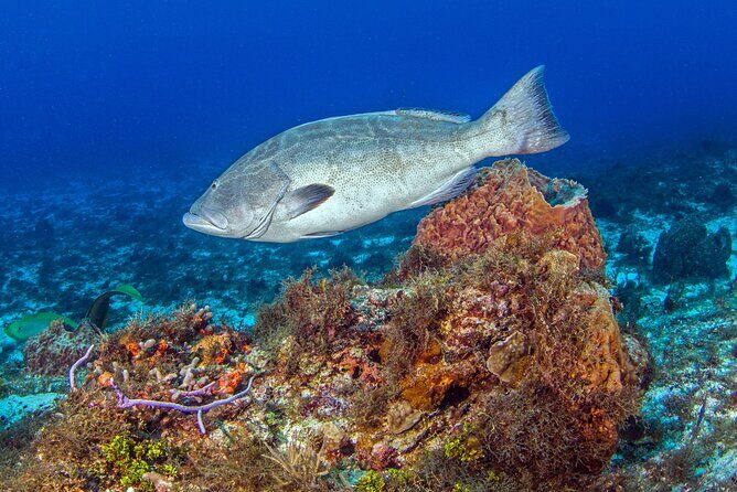 PADI Open Water Diver Course in the Riviera Maya - What to Expect from the PADI Open Water Diver Course