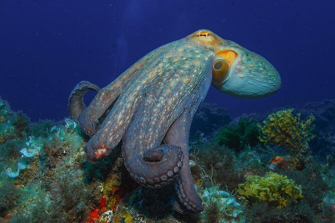 PADI Open Water Diver Course (OWD) - 2 days - Introducing the PADI Open Water Diver Course in Tenerife