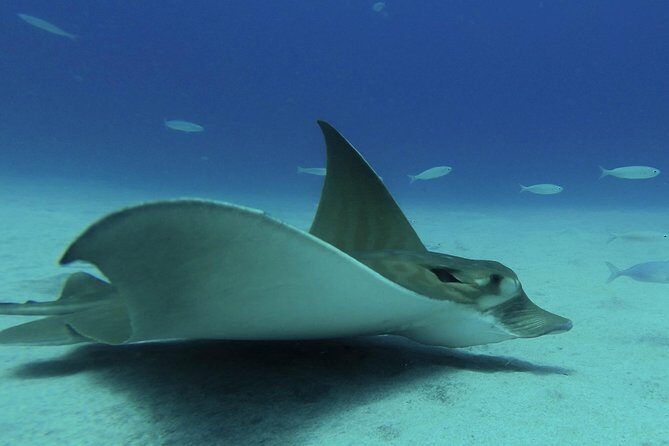 PADI ReActivate, Refresh your scuba skills! - What is the PADI ReActivate Experience?