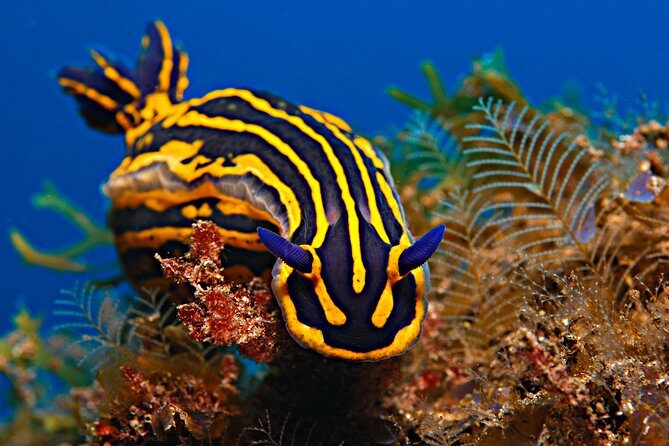 PADI ReActivate, Refresh your scuba skills! - Who Should Book This?