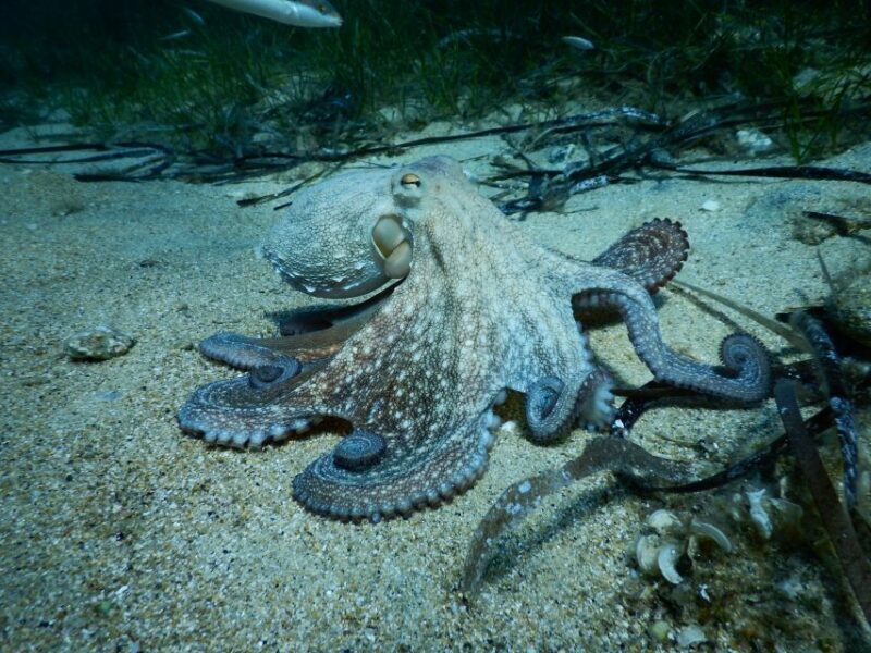 PADI Scuba Diving Program for Beginners in Peloponesse - The Practicalities