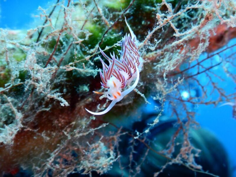 PADI Scuba Diving Program for Beginners in Peloponesse - Who Is This Tour Best For?