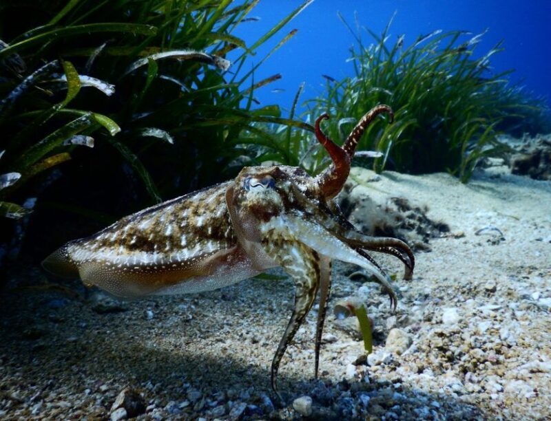 PADI Scuba Diving Program for Beginners in Peloponesse - Final Thoughts