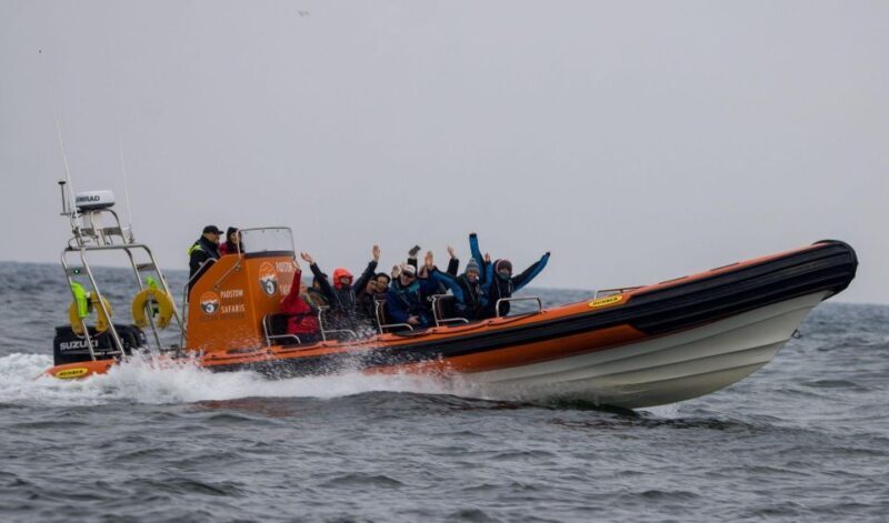 Padstow: Guided RIB Sealife Safari - Setting Out on a Marine Adventure