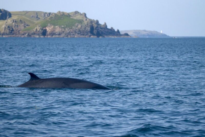 Padstow: Guided RIB Sealife Safari - Who Will Appreciate This Tour?