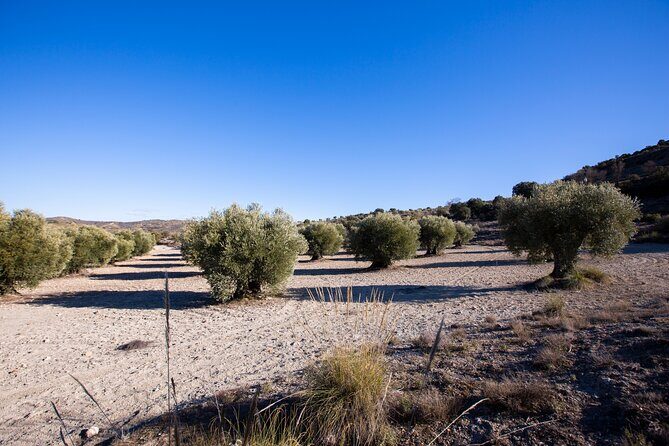 Paella, Olive Oil, Wine & Relax in Rural Estate outside Madrid - Frequently Asked Questions