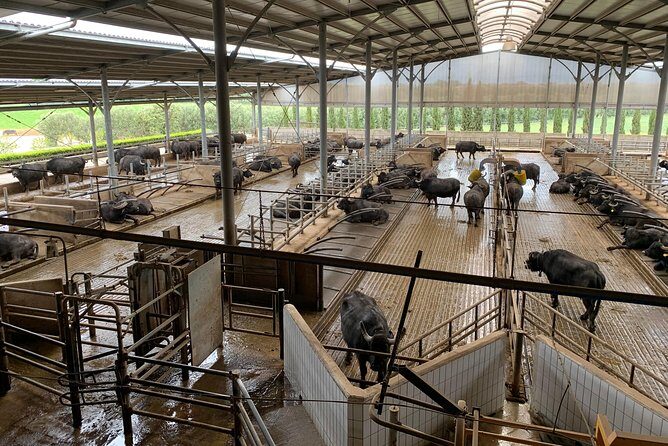 PAESTUM and POMPEI - The Sum Up