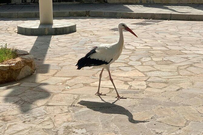 Pafos Zoo Visit & Blue Lagoon Cruise with Local Guide from Paphos - FAQs