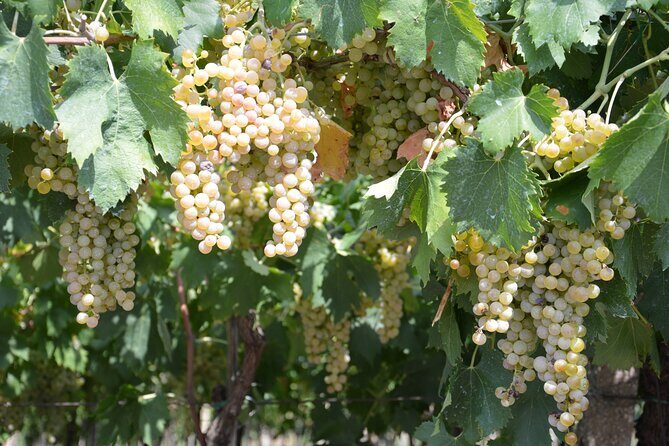 Pagus Wine Tours® - Soave and Amarone - Half day wine tour - Key Points