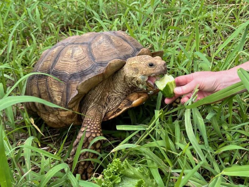 Pahoa: Ranch Tour with Animal Feedings and Interactions - Who Will Enjoy This Tour?