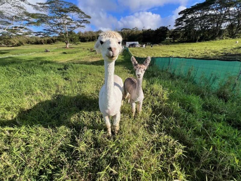 Pahoa: Ranch Tour with Animal Feedings and Interactions - FAQ
