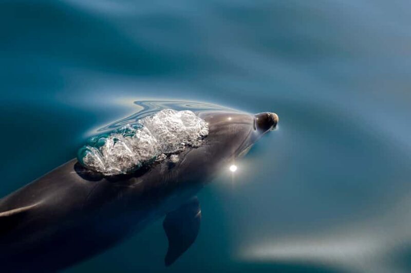 Paihia/Russell: Hole in the Rock, Dolphins & Island Cruise - The Bottom Line