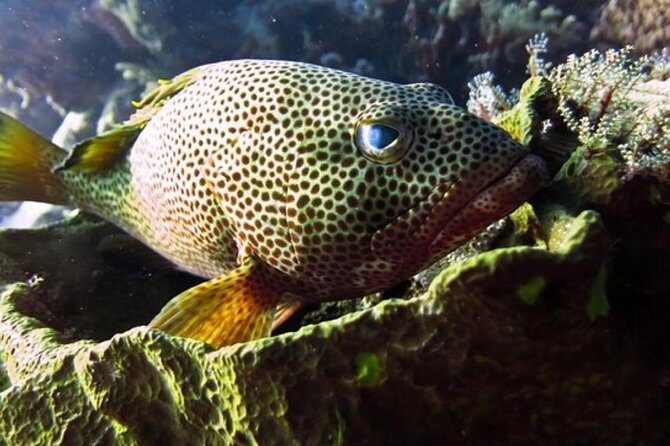 Palancar, Columbia and El Cielo Cozumel Snorkeling Tour - The Experience From the Traveler Perspective