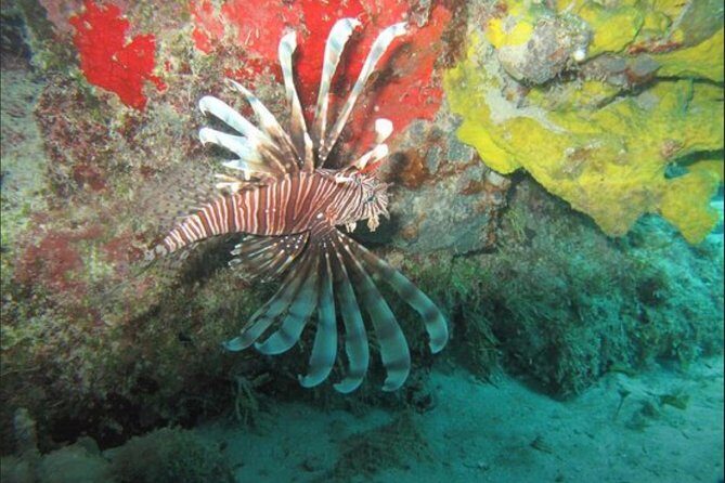 Palancar, Columbia and El Cielo Cozumel Snorkeling Tour - FAQ