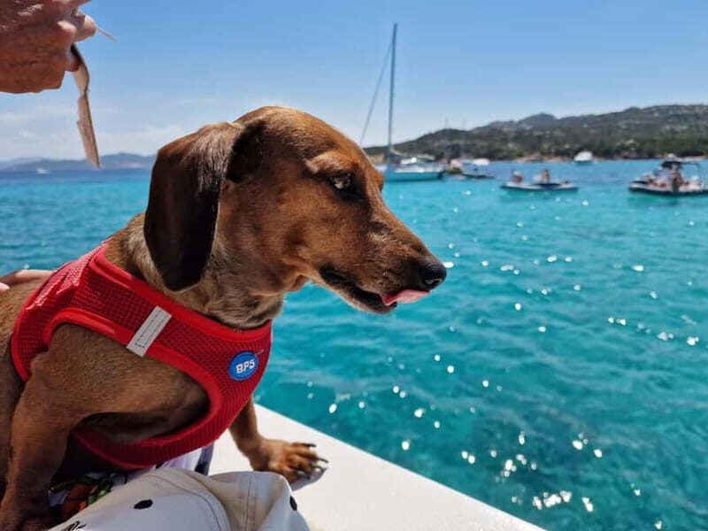 Palau: La Maddalena Archipelago Comfort Boat Tour with Stops - Final Thoughts