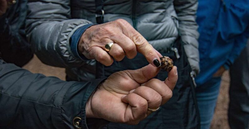 Palazzolo Acreide: Truffle Hunting with Lunch and Wine - An In-Depth Look at the Experience