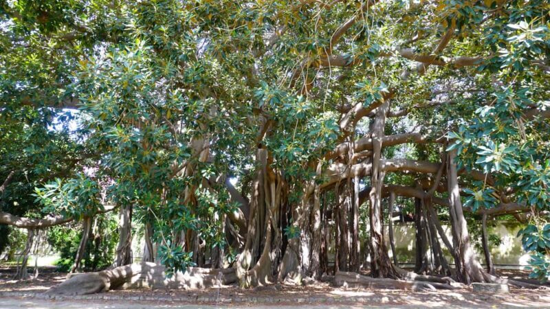 Palermo: Guided Tour of the Botanical Garden - Key Points