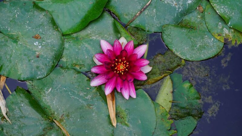 Palermo: Guided Tour of the Botanical Garden - Exploring Palermo’s Botanical Garden: What You Can Expect